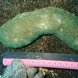 Feather Coral, photo 11