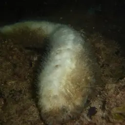 Feather Coral, photo 12