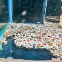 Bichir, photo 7