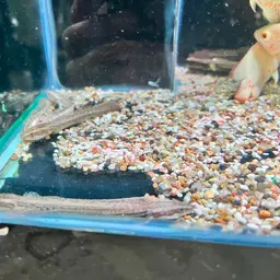 Bichir, photo 8