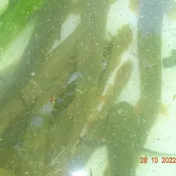 Bichir, photo 9