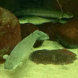 Nile Bichir, photo 2