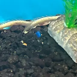 Nile Bichir, photo 3