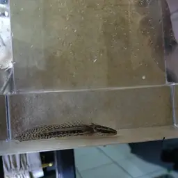 Nile Bichir, photo 1