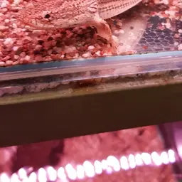 Nile Bichir, photo 4