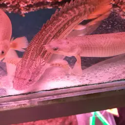 Nile Bichir, photo 5