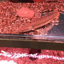 Nile Bichir, photo 6