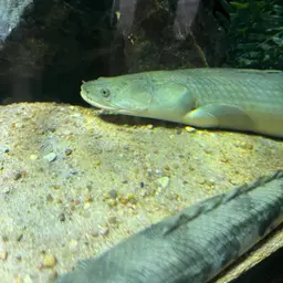 Nile Bichir, photo 10