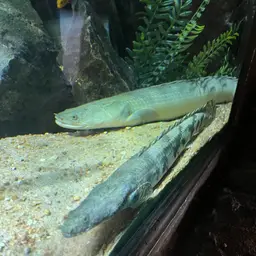 Nile Bichir, photo 11