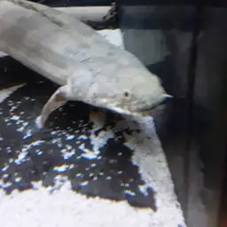Nile Bichir, photo 12