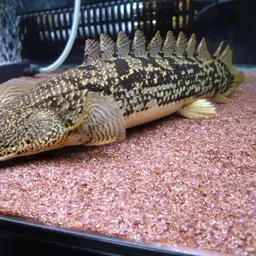 Barred Bichir