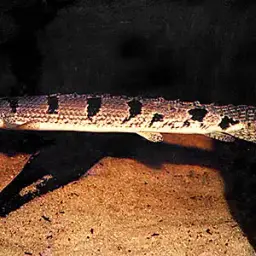 Barred Bichir, photo 2