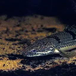Barred Bichir, photo 3