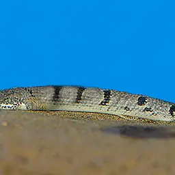 Barred Bichir, photo 4