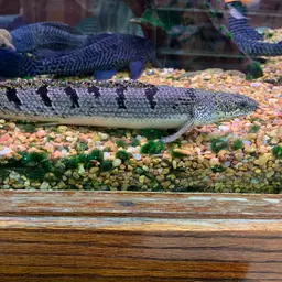 Barred Bichir, photo 6