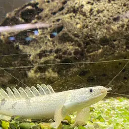Barred Bichir, photo 7