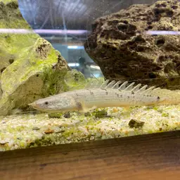 Barred Bichir, photo 8