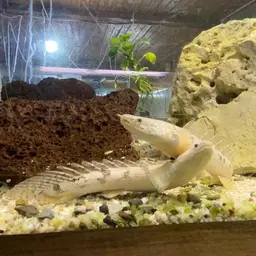 Barred Bichir, photo 9