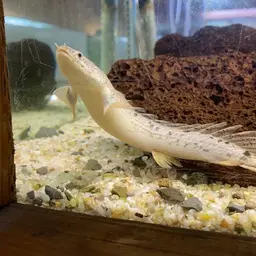 Barred Bichir, photo 10