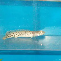 Barred Bichir, photo 11