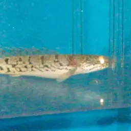 Barred Bichir, photo 12