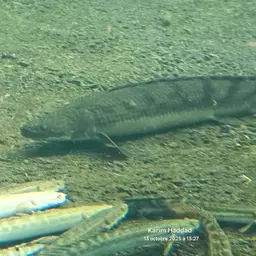 Congico Bichir, photo 2