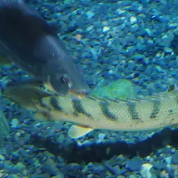 Congico Bichir, photo 1