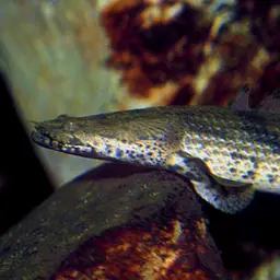 Saddled Bichir, photo 1