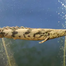 Saddled Bichir, photo 7