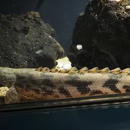 Saddled Bichir, photo 1