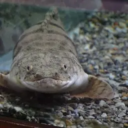Saddled Bichir, photo 3