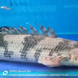 Saddled Bichir, photo 4