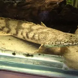 Saddled Bichir, photo 5