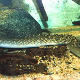 Ornate Bichir, photo 1