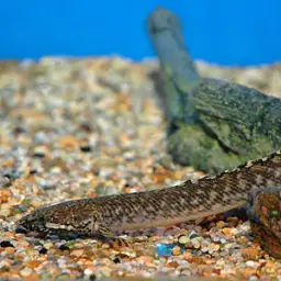 Ornate Bichir, photo 3