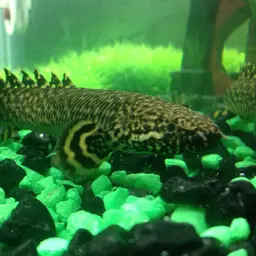Ornate Bichir, photo 2