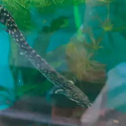 Ornate Bichir, photo 4