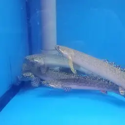 Ornate Bichir, photo 5