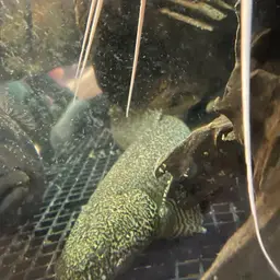 Ornate Bichir, photo 6