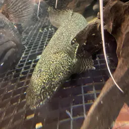 Ornate Bichir, photo 7