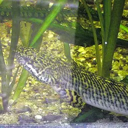Short-finned Bichir, photo 1