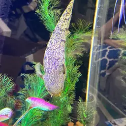 Short-finned Bichir, photo 2