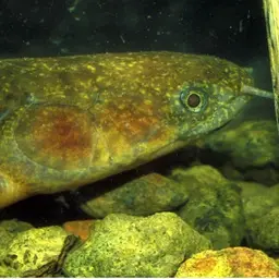 Short-finned Bichir, photo 3