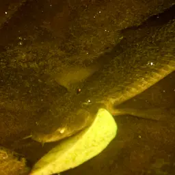 Short-finned Bichir, photo 4