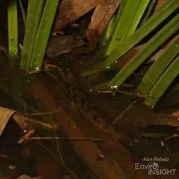 Short-finned Bichir, photo 5