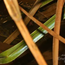 Short-finned Bichir, photo 6