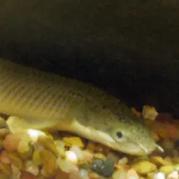 Gray Bichir, photo 1