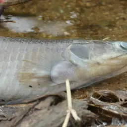 Gray Bichir, photo 2