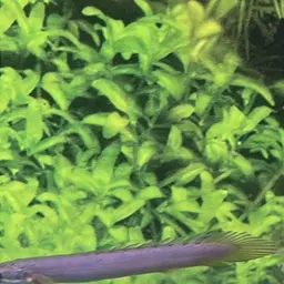 Gray Bichir, photo 3