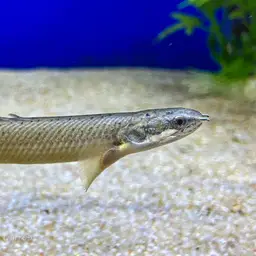 Gray Bichir, photo 4